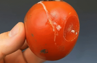 Не викидайте пошкоджені помідори: чим більше вони пошкоджені, тим цінніші! Не викидайте пошкоджені помідори: чим більше вони пошкоджені, тим цінніші!