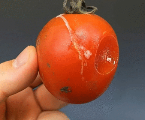 Не викидайте пошкоджені помідори: чим більше вони пошкоджені, тим цінніші! Не викидайте пошкоджені помідори: чим більше вони пошкоджені, тим цінніші!