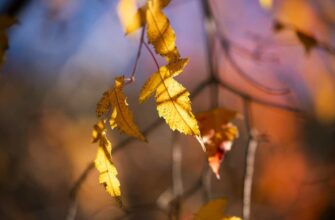 Листопад в Україні буде неоднорідним: метеоролог розповіла, коли чекати зміни погоди Листопад в Україні буде неоднорідним: метеоролог розповіла, коли чекати зміни погоди