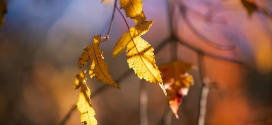 Листопад в Україні буде неоднорідним: метеоролог розповіла, коли чекати зміни погоди Листопад в Україні буде неоднорідним: метеоролог розповіла, коли чекати зміни погоди