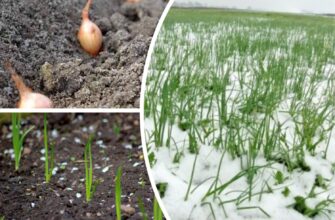 Висадити озиму цибулю – одне діло, її ще треба правильно удобрити: щоб не плакати над врожаєм, 1 підживлення Висадити озиму цибулю – одне діло, її ще треба правильно удобрити: щоб не плакати над врожаєм, 1 підживлення