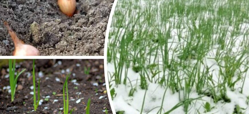 Висадити озиму цибулю – одне діло, її ще треба правильно удобрити: щоб не плакати над врожаєм, 1 підживлення Висадити озиму цибулю – одне діло, її ще треба правильно удобрити: щоб не плакати над врожаєм, 1 підживлення