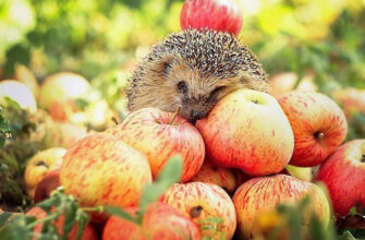 Що буде з вашим організмом, якщо їсти яблука щодня Що буде з вашим організмом, якщо їсти яблука щодня