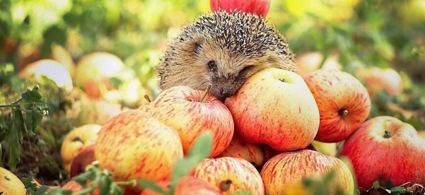 Що буде з вашим організмом, якщо їсти яблука щодня Що буде з вашим організмом, якщо їсти яблука щодня