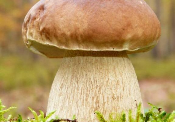 На Прикарпатті чоловік знайшов гігантські білі гриби: відео На Прикарпатті чоловік знайшов гігантські білі гриби: відео