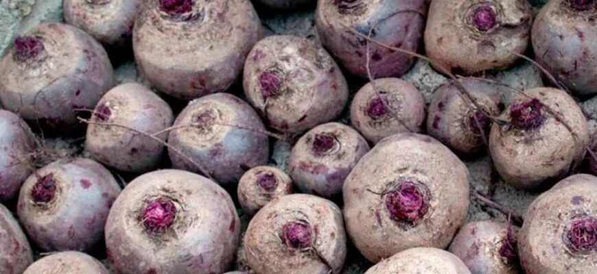 Головні правила зберігання червоного буряка. Буде лежати усю зиму та не погниє Головні правила зберігання червоного буряка. Буде лежати усю зиму та не погниє