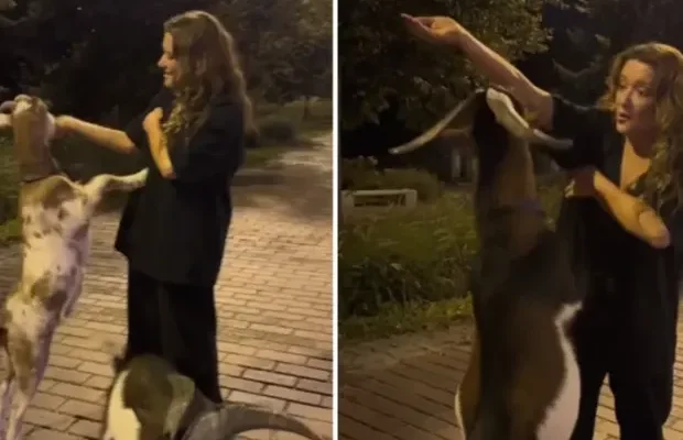 “То місцеві комунальники. Газон удобряють і підстригають”: Співачка Могилевська зустрілася з козами в центрі столиці (відео) “То місцеві комунальники. Газон удобряють і підстригають”: Співачка Могилевська зустрілася з козами в центрі столиці (відео)