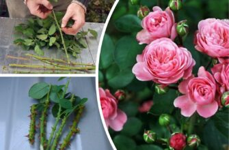Саджанці троянд більше не купую: нарізаю 4 живці та встромляю у горщик – на обійсті справжній квітковий рай Саджанці троянд більше не купую: нарізаю 4 живці та встромляю у горщик – на обійсті справжній квітковий рай