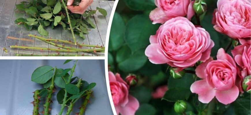 Саджанці троянд більше не купую: нарізаю 4 живці та встромляю у горщик – на обійсті справжній квітковий рай Саджанці троянд більше не купую: нарізаю 4 живці та встромляю у горщик – на обійсті справжній квітковий рай