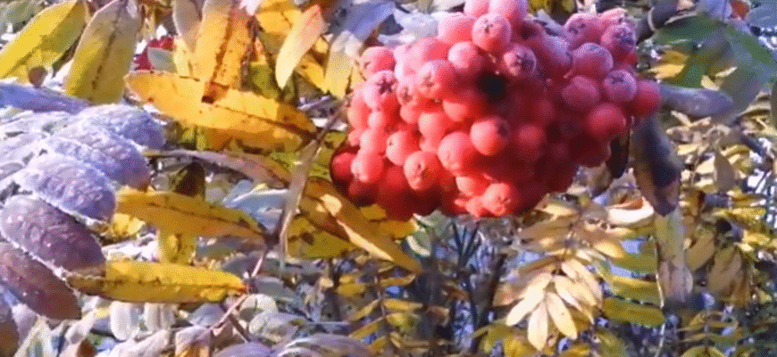 Це останнє тепло: в Україну йдуть потужні заморозки та навіть морози Це останнє тепло: в Україну йдуть потужні заморозки та навіть морози