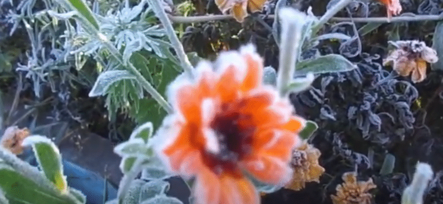 Від 0 до -4: з ночі Україну накриють найсильніші заморозки, в яких областях погода буде найгіршою Від 0 до -4: з ночі Україну накриють найсильніші заморозки, в яких областях погода буде найгіршою