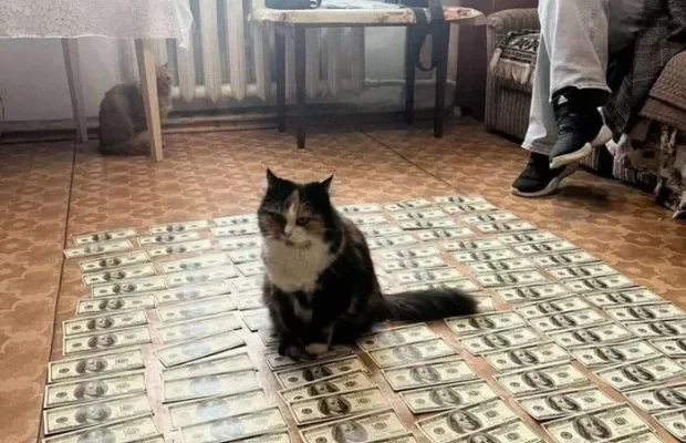 “Яка красуня і розумничка! Ще й багата!”: Кіт, що сидить на доларах, став зіркою українських соцмереж (фото) “Яка красуня і розумничка! Ще й багата!”: Кіт, що сидить на доларах, став зіркою українських соцмереж (фото)