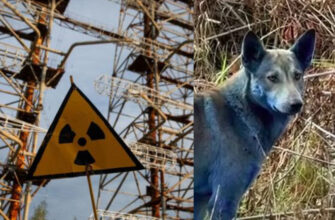 Загадка Чорнобиля: у зоні відчуження з’явилися собаки з блакитною шерстю (4 ФОТО) Загадка Чорнобиля: у зоні відчуження з’явилися собаки з блакитною шерстю (4 ФОТО)
