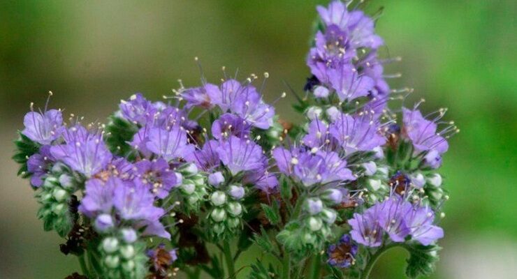 Замінить 10 візків гною та оздоровить ґрунт: яку рослину потрібно посадити на кожному городі? Замінить 10 візків гною та оздоровить ґрунт: яку рослину потрібно посадити на кожному городі?