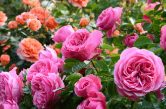 Добре перенесуть морози та гарно зацвітуть навесні: чим і як підживити троянди на зиму Добре перенесуть морози та гарно зацвітуть навесні: чим і як підживити троянди на зиму