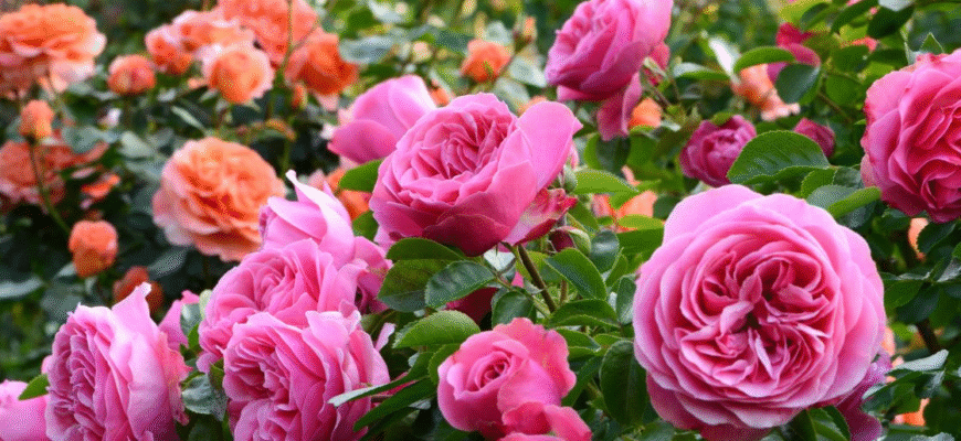 Добре перенесуть морози та гарно зацвітуть навесні: чим і як підживити троянди на зиму Добре перенесуть морози та гарно зацвітуть навесні: чим і як підживити троянди на зиму