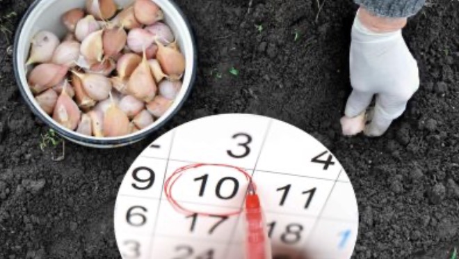 Посадка озимого часнику в 2025 році: сприятливі дні жовтня та листопада Посадка озимого часнику в 2025 році: сприятливі дні жовтня та листопада