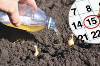 Посадочний календар цибулі восени на 2025 рік. Спрuятливі дні для гарного врожаю Посадочний календар цибулі восени на 2025 рік. Спрuятливі дні для гарного врожаю