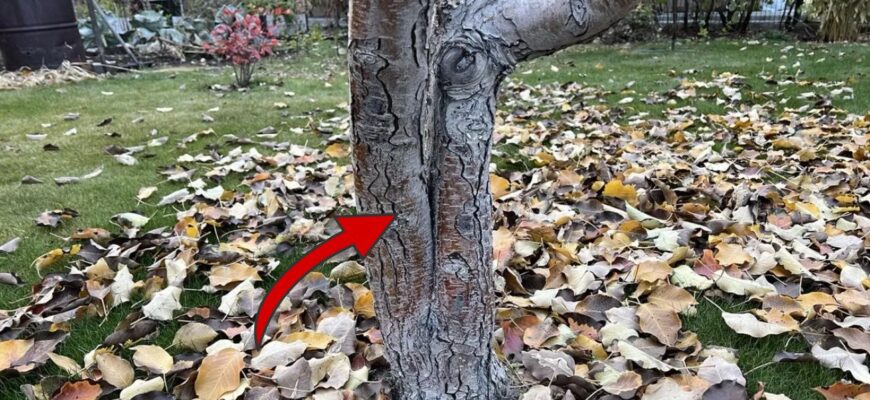 “Змастила” дерева цим розчином до 25 листопада – і кора не тріскає навіть у -20: сусід думає, що я чаклувала “Змастила” дерева цим розчином до 25 листопада – і кора не тріскає навіть у -20: сусід думає, що я чаклувала