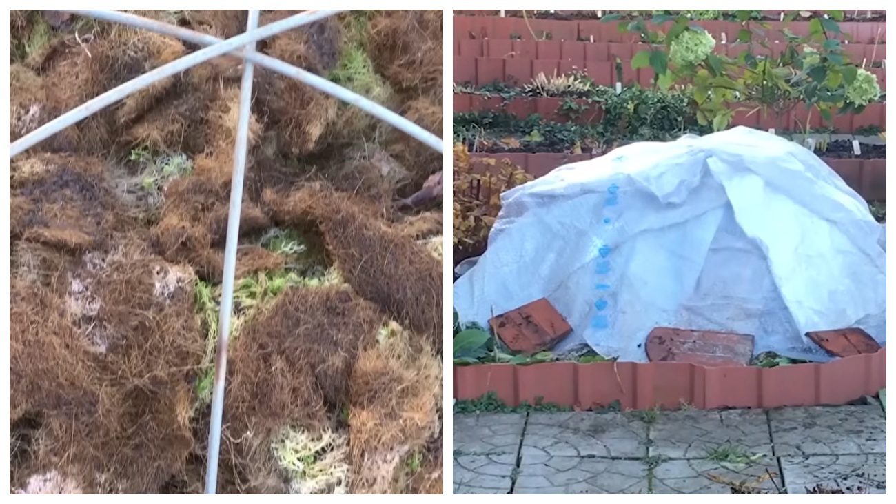 Квітникарі розповіли про ефективні способи укриття гортензії на зиму