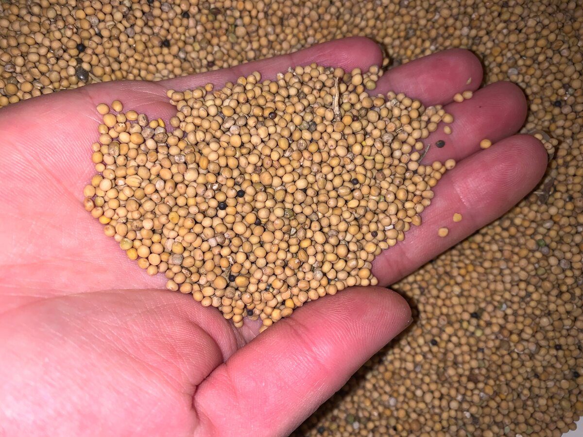 Агрономи розповіли, що потрібно зробити з грядками до початку зими Агрономи розповіли, що потрібно зробити з грядками до початку зими