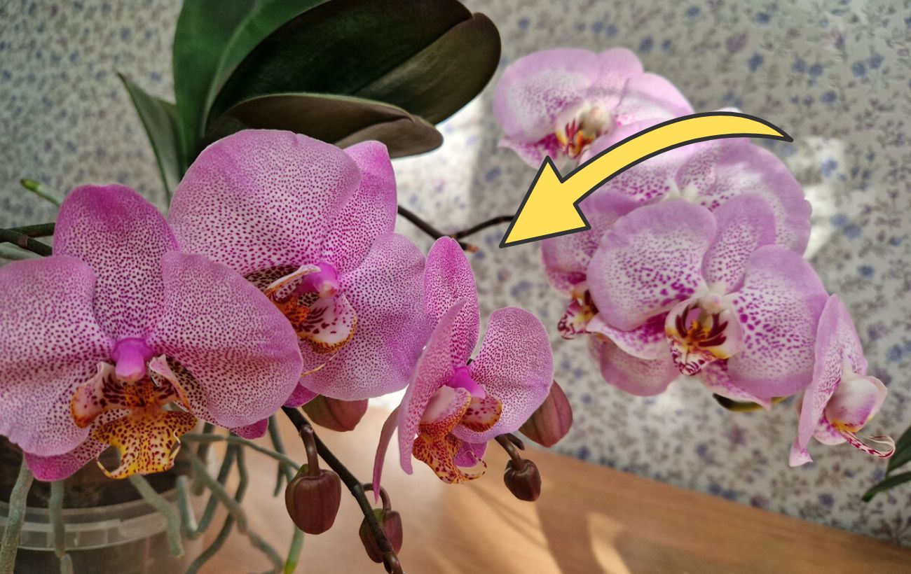 Господині розповіли, як правильно підживити домашню орхідею