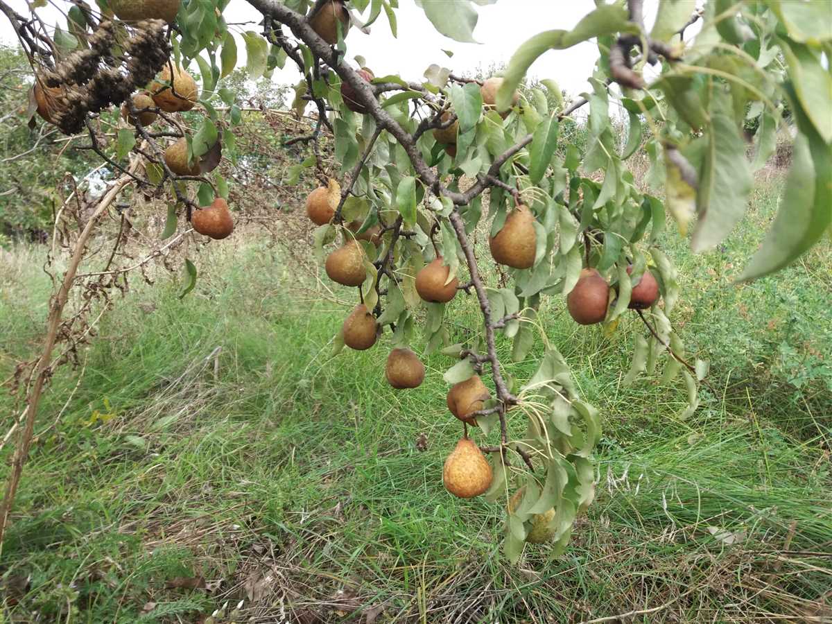 Садівники розповіли, навіщо заривати іржаві цвяхи в саду Садівники розповіли, навіщо заривати іржаві цвяхи в саду