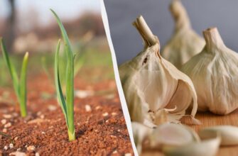 Часник і цибуля взимку: чим накривати грядки і чи варто це робити Часник і цибуля взимку: чим накривати грядки і чи варто це робити