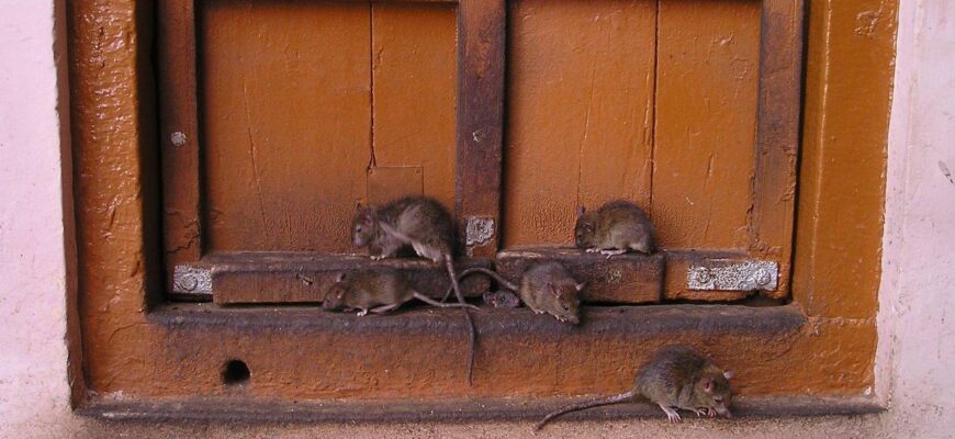 Сусідка боролась з мишами пів року – поки не показала їй парафін: за 1 ніч усі втекли, і не повертались Сусідка боролась з мишами пів року – поки не показала їй парафін: за 1 ніч усі втекли, і не повертались