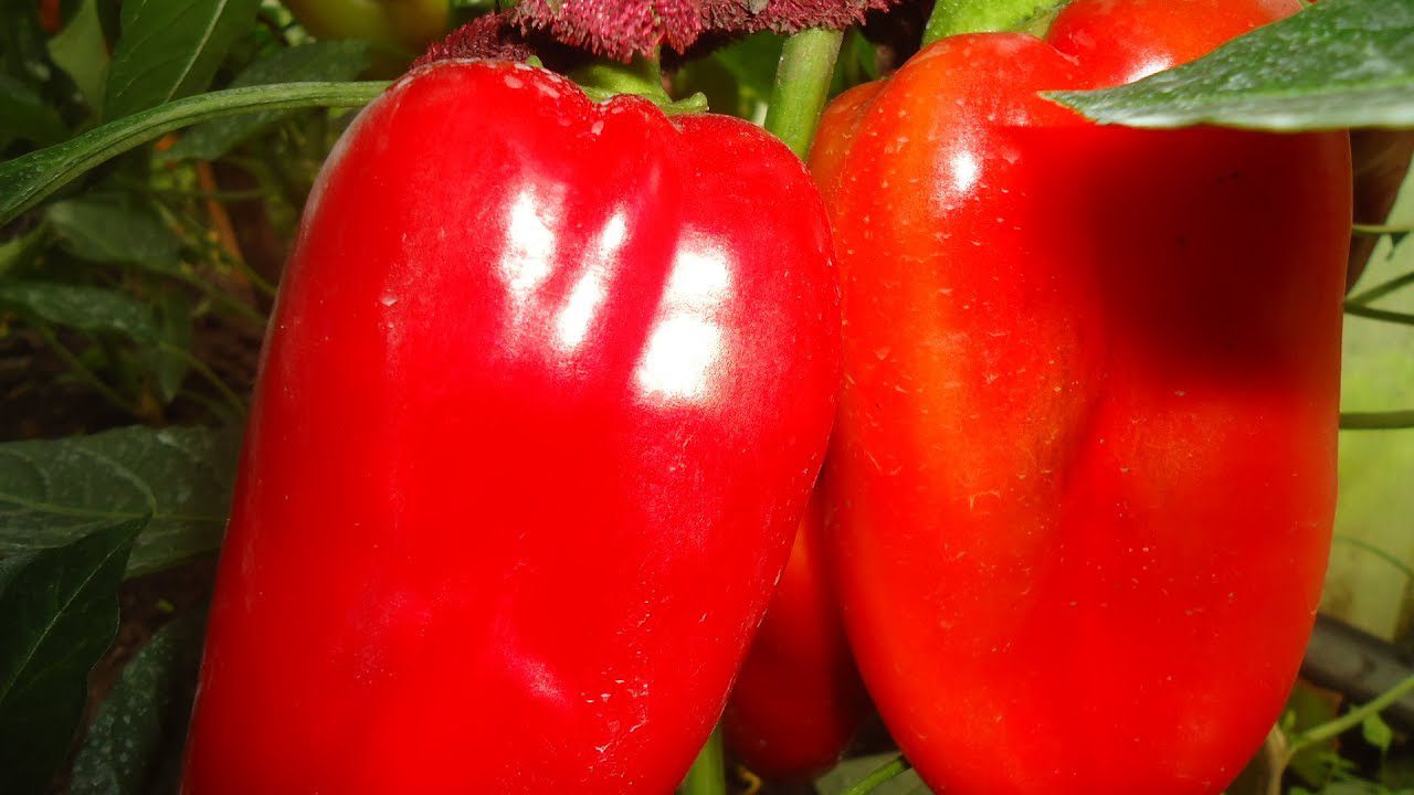 Агроном розповів, який перець обрати для урожайності