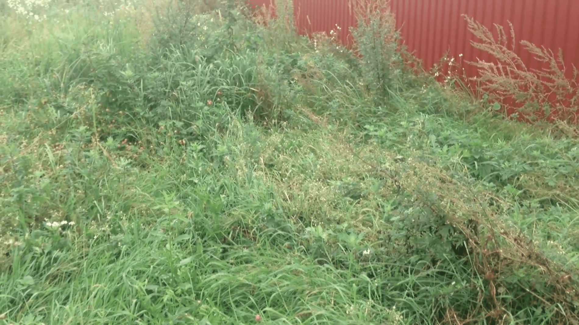 Експерти розповіли, як позбутися порослі на деревах