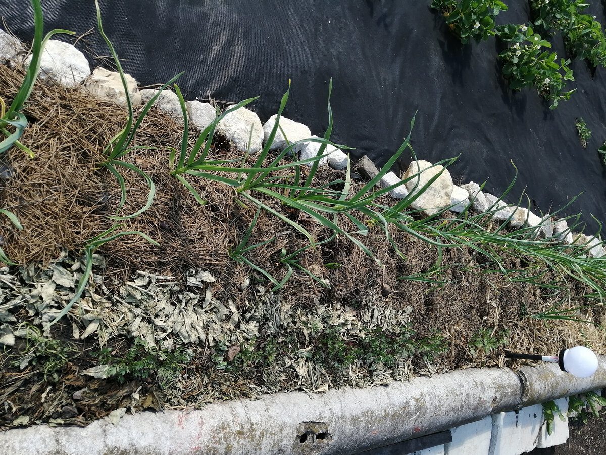 Городники розповіли, як посадити озиму цибулю, щоб вона не пускала стрілки