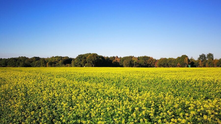 Городники назвали сидерати, які найкраще витісняють бурʼяни Городники назвали сидерати, які найкраще витісняють бурʼяни