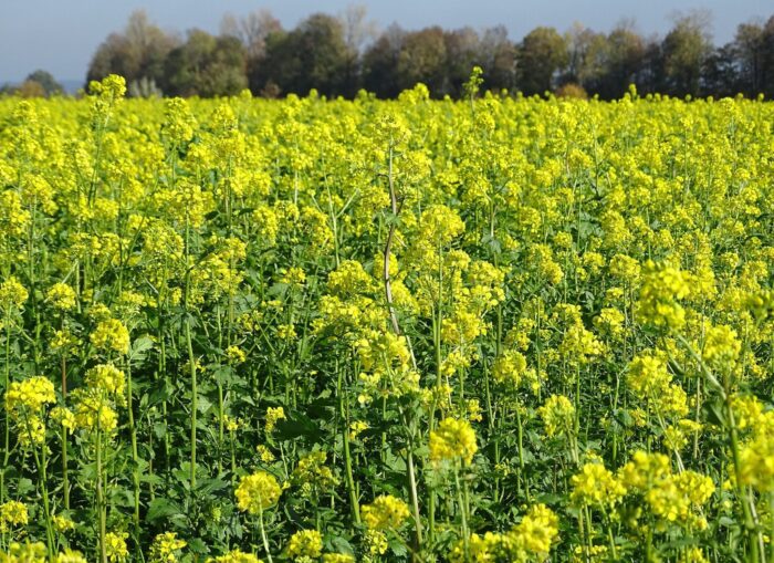 Агрономи розповіли, що потрібно зробити з грядками до початку зими Агрономи розповіли, що потрібно зробити з грядками до початку зими