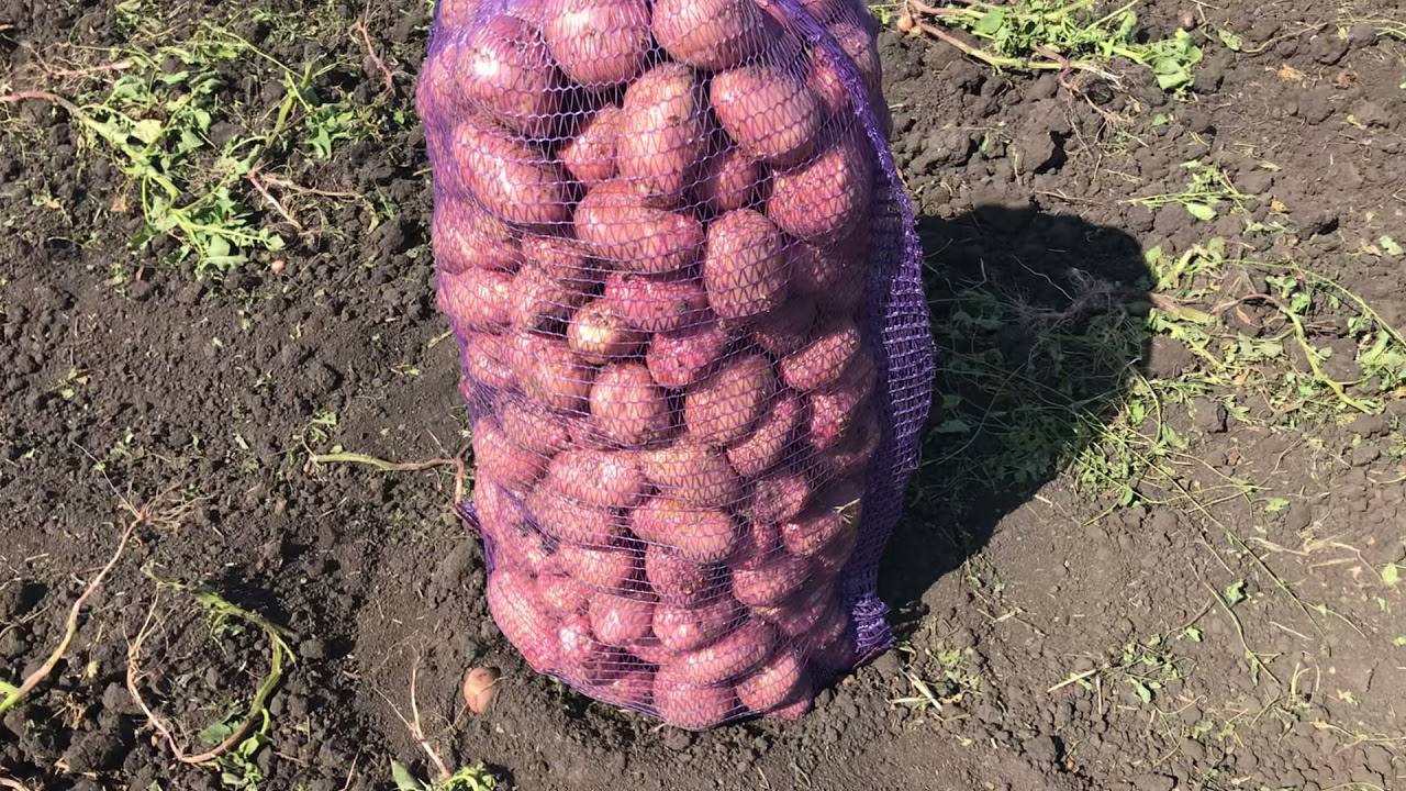 Городники розповіли, який сорт картоплі краще не садити, бо він несмачний