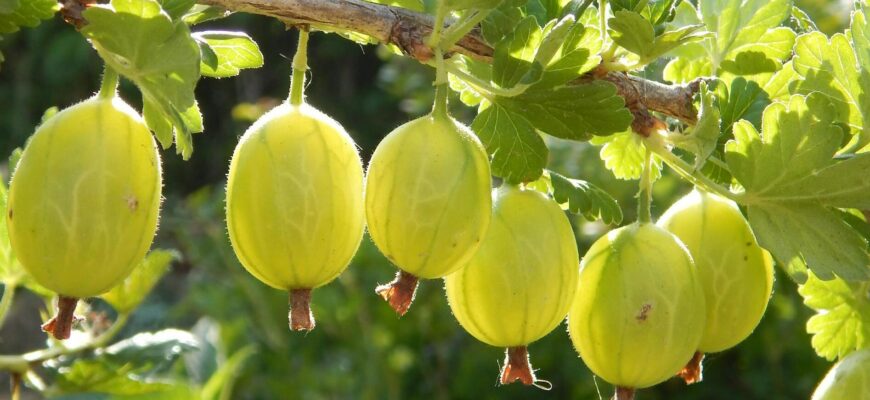 У листопаді обробляю аґрус тільки цими 2-ма засобами – кущ перезимує без жодних проблем: дідусева “схема” У листопаді обробляю аґрус тільки цими 2-ма засобами – кущ перезимує без жодних проблем: дідусева “схема”