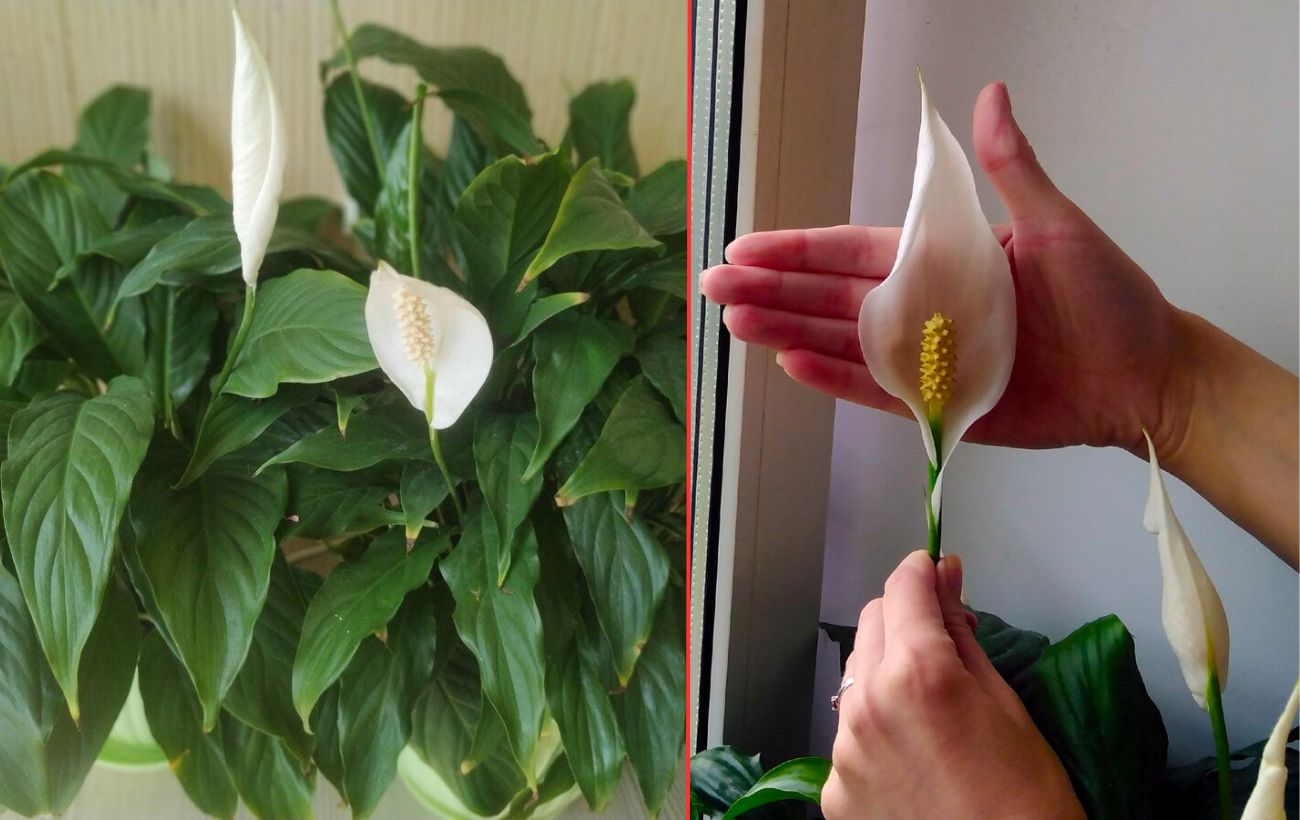 Садівники розповіли, як правильно поливати спатифілум у зимовий період для рясного цвітіння
