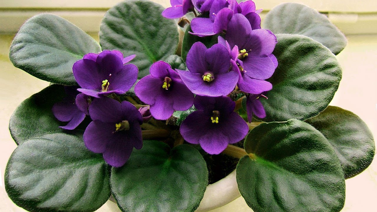 Експерти розповіли, як правильно підживлювати фіалки