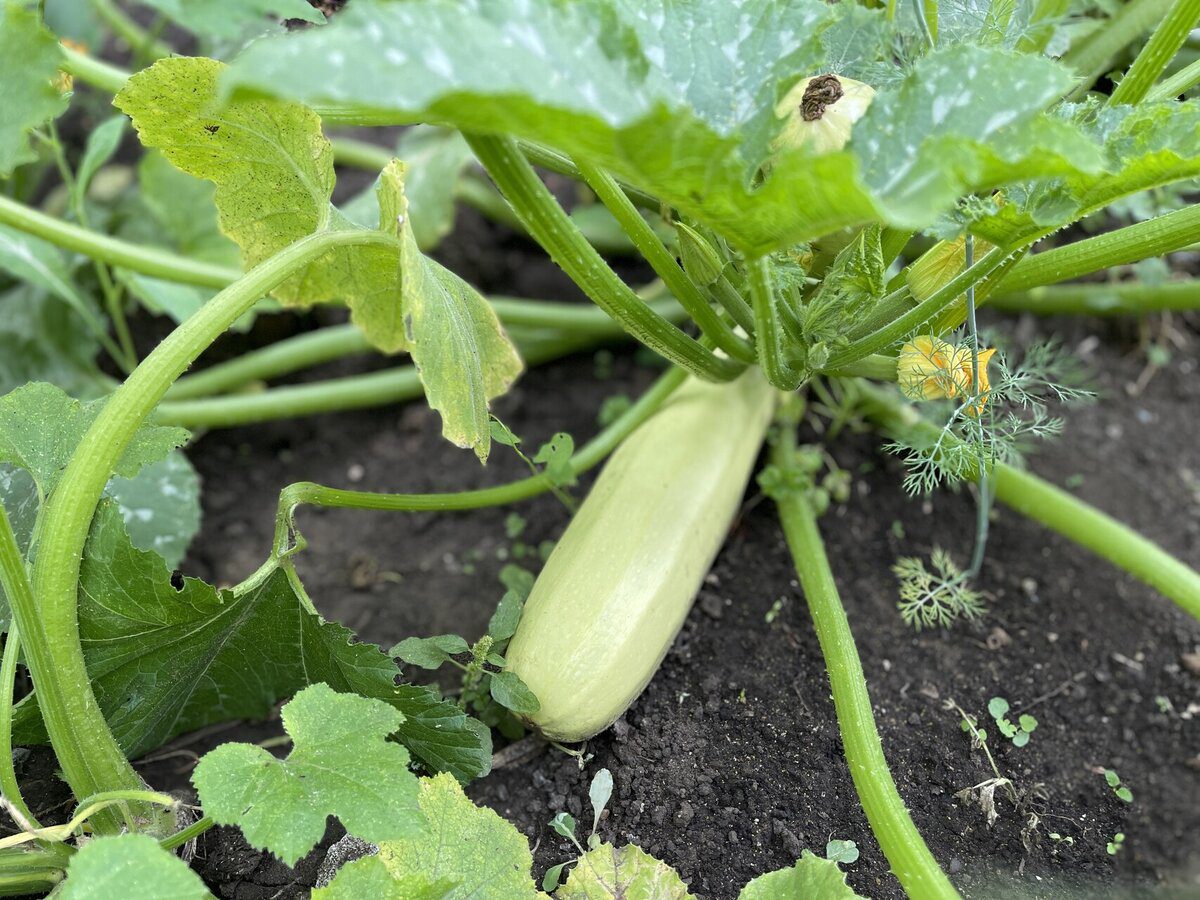 Городники поділилися перевагами посадки кабачків під зиму