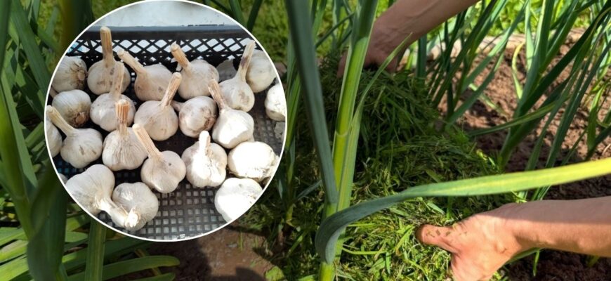 Часник зібрала — грядка “пустує”: що посадити після цибулевої культури на наступний рік — 1 претендент Часник зібрала — грядка “пустує”: що посадити після цибулевої культури на наступний рік — 1 претендент