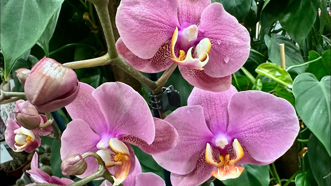 Квітникари розповіли, яким відваром можна поливати орхідеї для рясного цвітіння