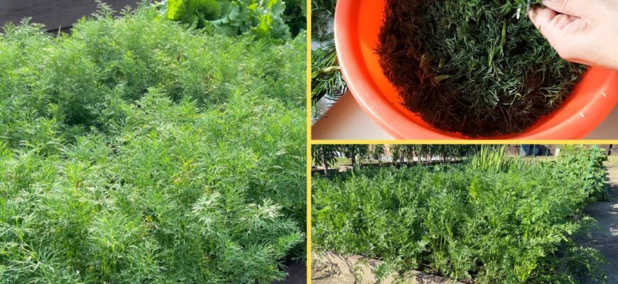 Мій секрет раннього кропу простий — зима працює замість мене, я лише збираю врожай. 1 перевірена технологія Мій секрет раннього кропу простий — зима працює замість мене, я лише збираю врожай. 1 перевірена технологія