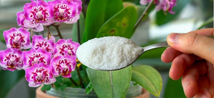 Щотижня насипаю 1 ложку під орхідею – і маю регулярно нові стрілки, хоч раніше капризуля не цвіла по півроку Щотижня насипаю 1 ложку під орхідею – і маю регулярно нові стрілки, хоч раніше капризуля не цвіла по півроку