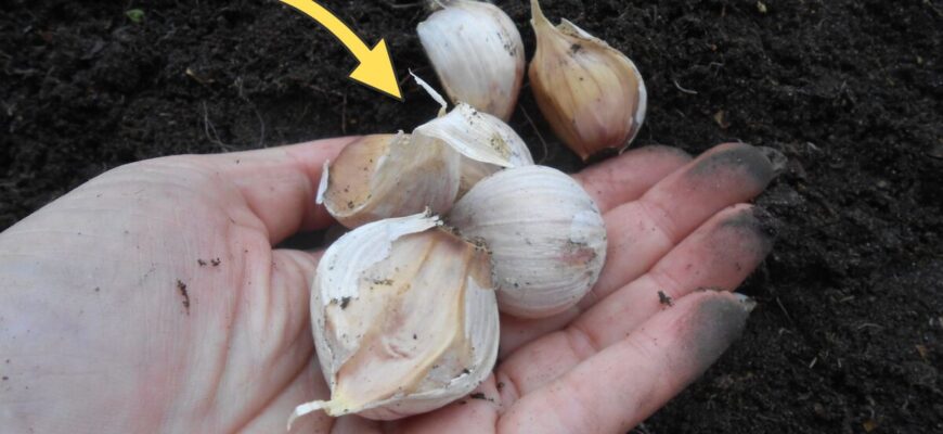 Висадка озимого часнику пішла не по плану — почалuся дощі: 1 дія, яку одразу роблять досвідчені городники Висадка озимого часнику пішла не по плану — почалuся дощі: 1 дія, яку одразу роблять досвідчені городники