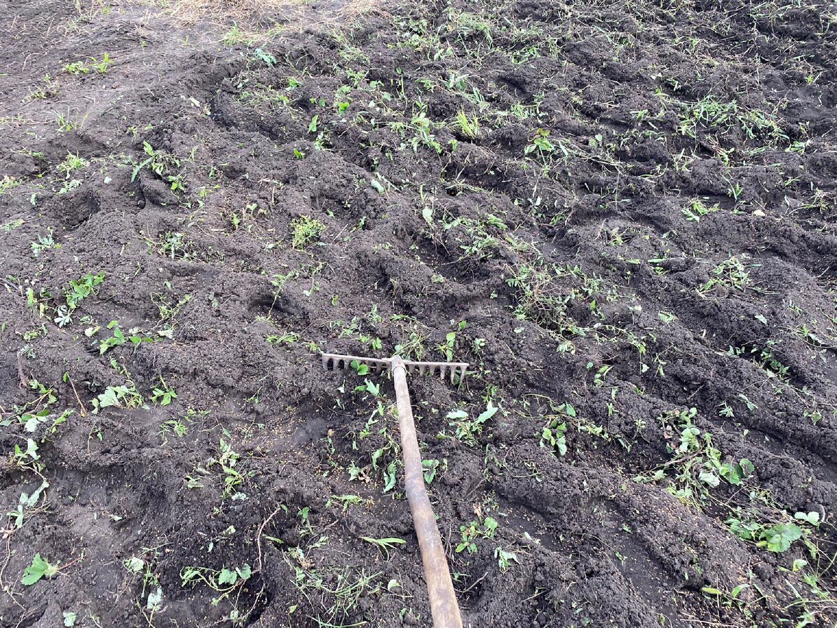 Городники назвали сидерати, які найкраще витісняють бурʼяни Городники назвали сидерати, які найкраще витісняють бурʼяни