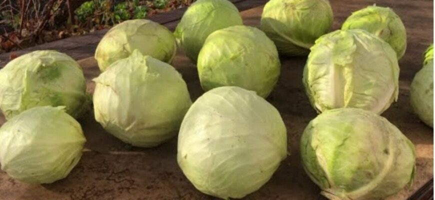 Як зберегти капусту свіжою в погребі до самої весни: простий лайфгак Як зберегти капусту свіжою в погребі до самої весни: простий лайфгак