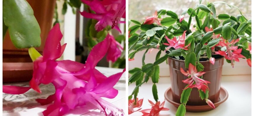 Різдвянику – 1,5 ложки у горщик: вже через 5 днів випустив 7 нових бутонів. Зацвіте якраз до Різдва Різдвянику – 1,5 ложки у горщик: вже через 5 днів випустив 7 нових бутонів. Зацвіте якраз до Різдва