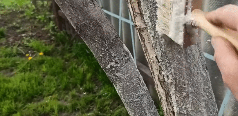 Осіння побілка дерев — чи варто білити сад у листопаді Осіння побілка дерев — чи варто білити сад у листопаді