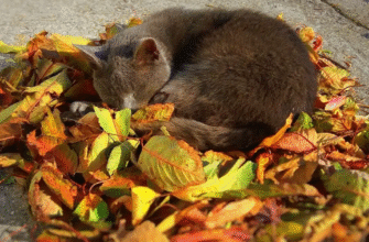 Що краще — згрібати опале листя, залишати на землі чи скошувати: рекомендації експертів Що краще — згрібати опале листя, залишати на землі чи скошувати: рекомендації експертів
