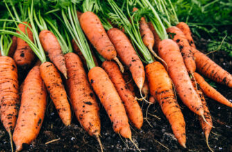 Бажаєте отримати багатий урожай моркви? Посадіть поряд з нею будь-яку з цих рослин Бажаєте отримати багатий урожай моркви? Посадіть поряд з нею будь-яку з цих рослин